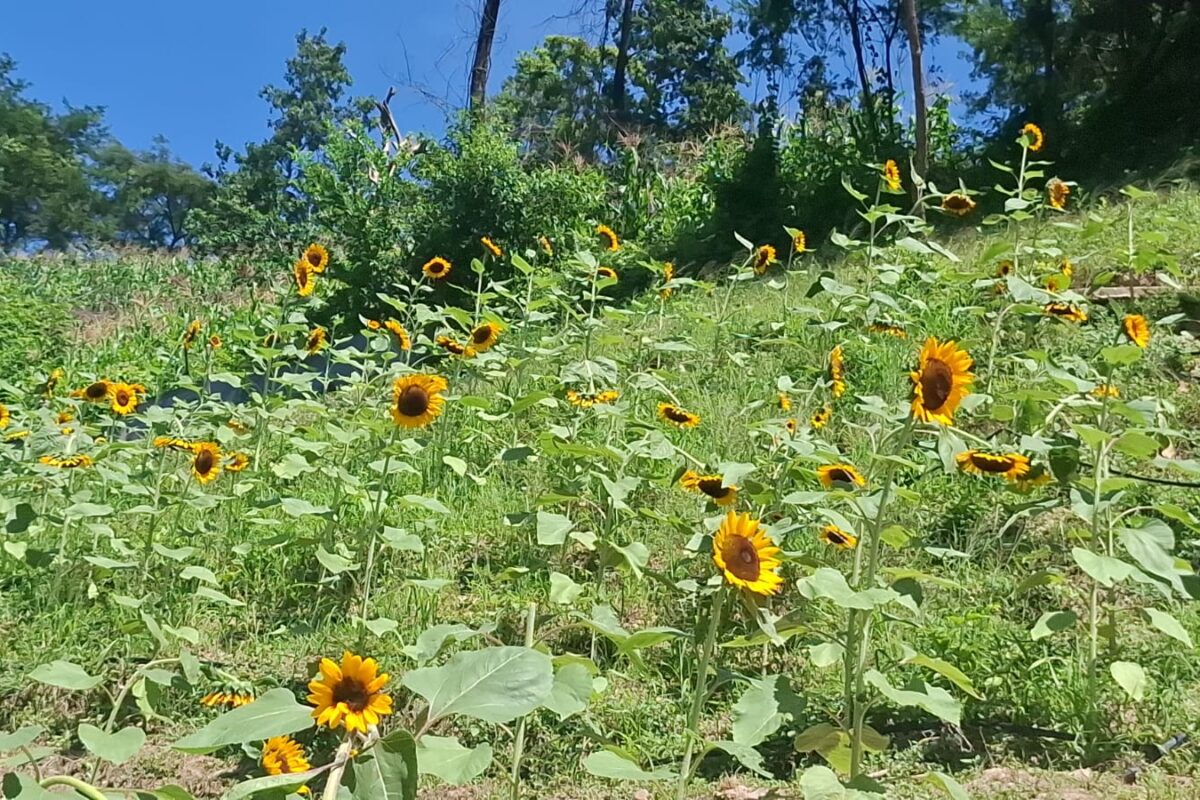 Ven a conocer finca y cabañas Rodriguez