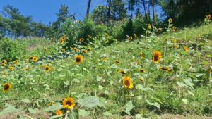 Ven a conocer finca y cabañas Rodriguez