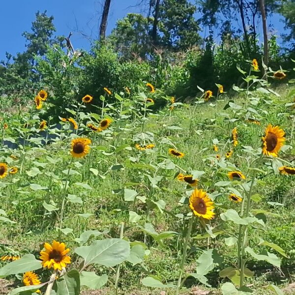 Ven a conocer finca y cabañas Rodriguez