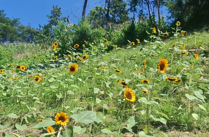 Ven a conocer finca y cabañas Rodriguez